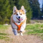 Dog Poop Pickup in Keego Harbor Michigan