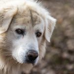 Dog Poop Pickup in Keego Harbor Michigan