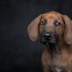 Dog Poop Pickup in Keego Harbor Michigan