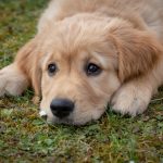 Dog Poop Pickup in Keego Harbor Michigan