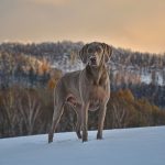 Dog Poop Pickup in Keego Harbor Michigan
