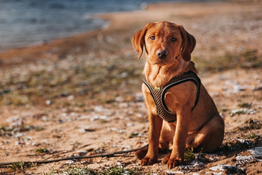 Dog Poop Pickup in Keego Harbor Michigan